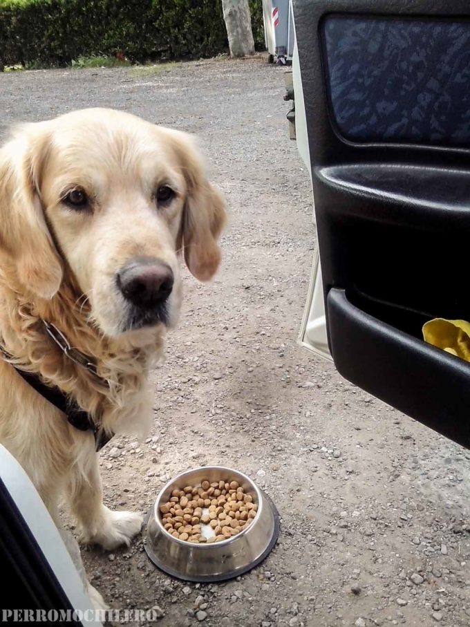 comida-perro