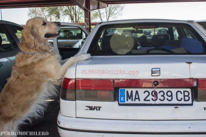 perro-coche