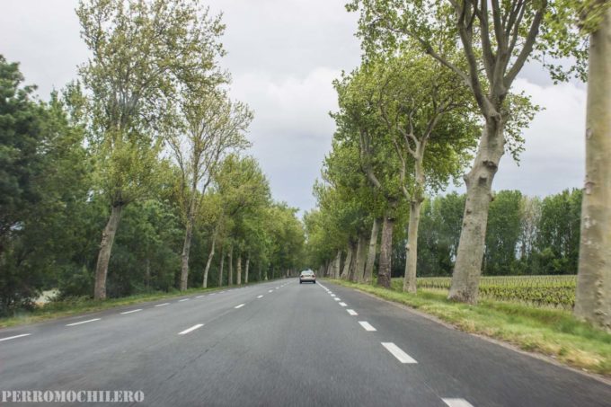 viñedos-sur-francia
