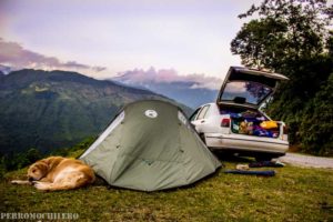 acampar con perros
