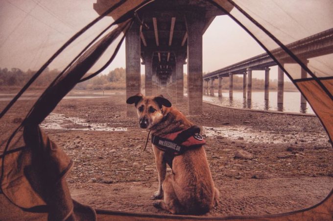 perros-viajeros