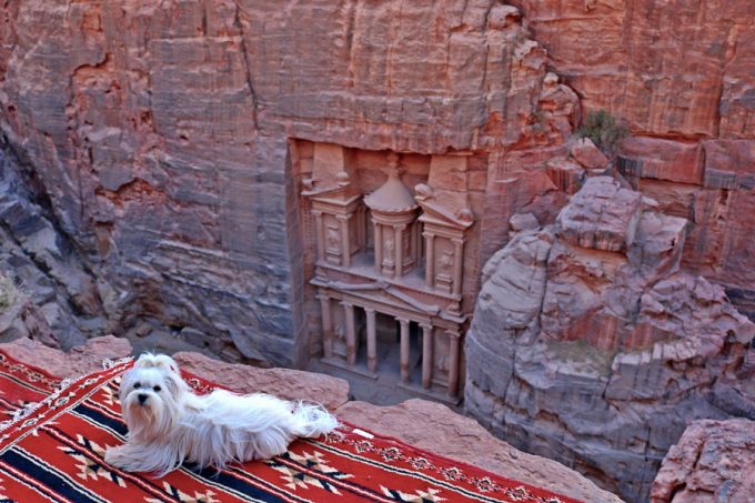 viajar con perro a petra