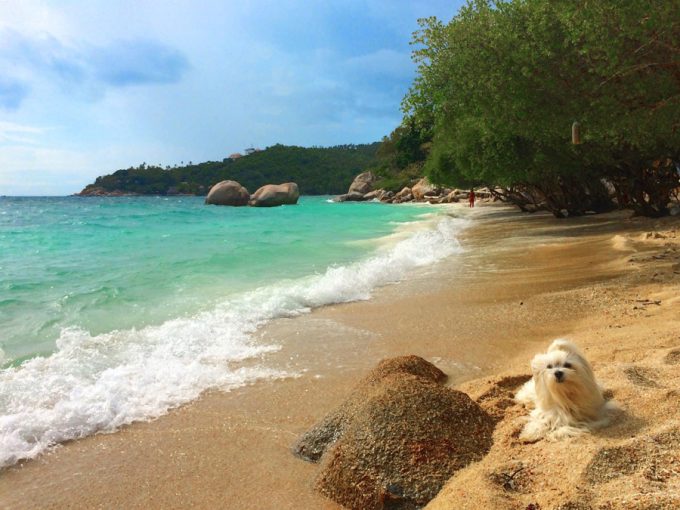 perro freedom beach