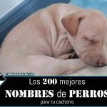 Los 200 Mejores nombres para perros