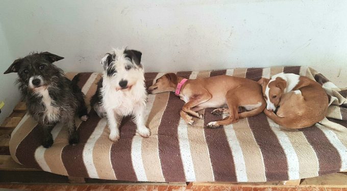 PerroMochilero