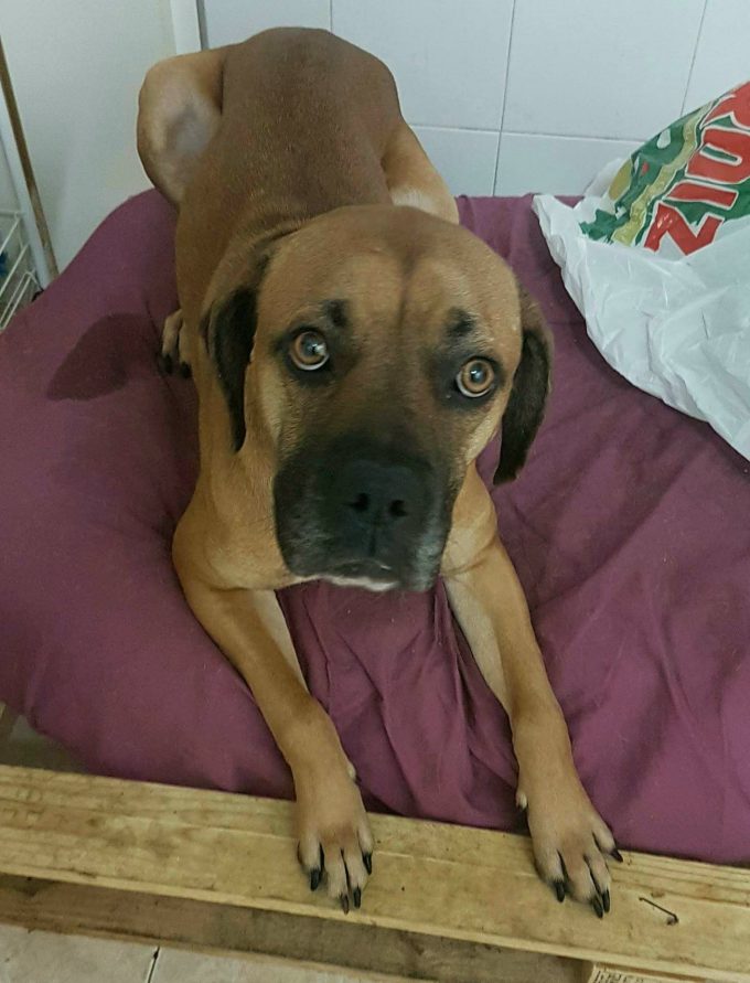 PerroMochilero