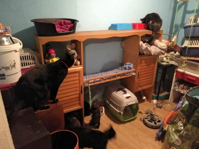 PerroMochilero