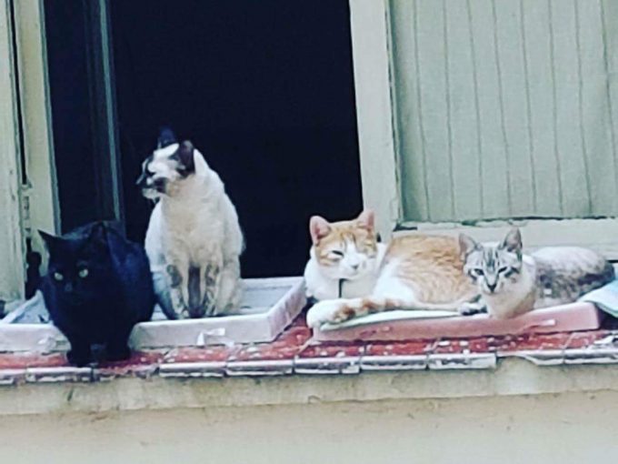 PerroMochilero