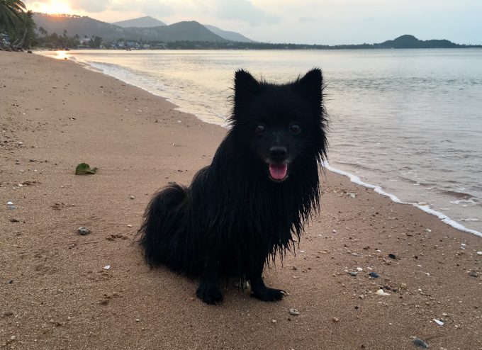 Viajar con perro en avión Tailandia