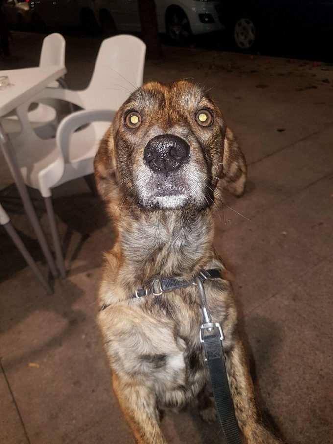 PerroMochilero