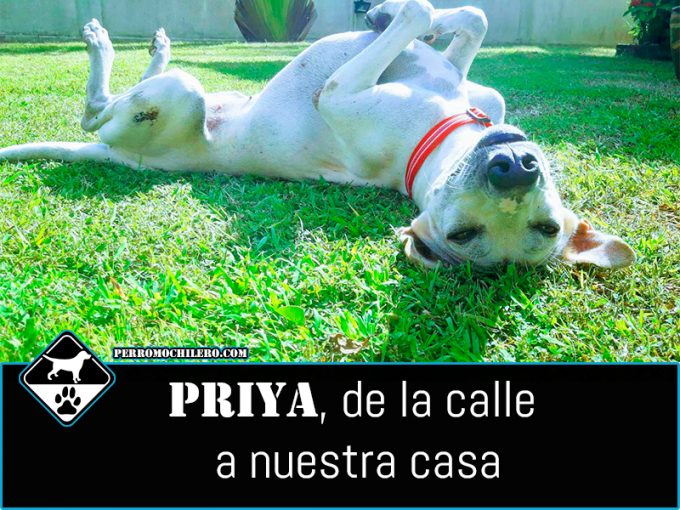 priya perromochilero
