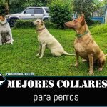 perromochilero collares perros