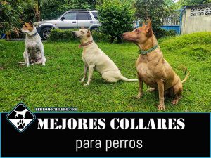 perromochilero collares perros