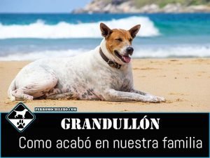 grandullon perromochilero