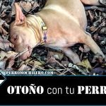 Otoño perromochilero