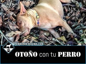 Otoño perromochilero