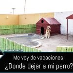 portada-donde-dejar-perro