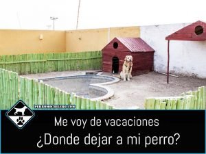 portada-donde-dejar-perro