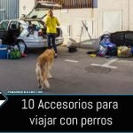 accesorios viajar con perro
