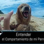 portada-comportamiento-perros