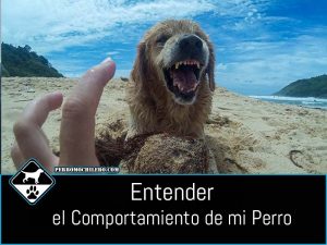 portada-comportamiento-perros