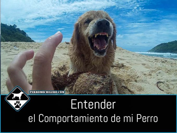 portada-comportamiento-perros
